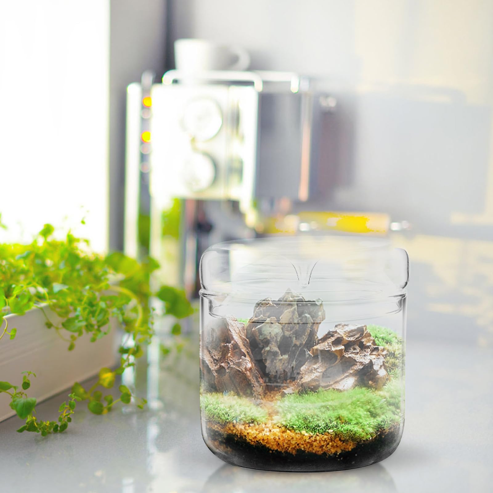 OSALADI Terrario in Vetro Trasparente 12x12 Cm per Piante, Contenitore Fai da Te Ecosistema Muschio, Bottiglia Micro Paesaggio Decorativa per Casa Ufficio Giardino