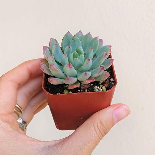 Miniatura 4 de Echeveria Sedeveria Blue Elf 2 pulgadas  Suculenta saludable Echeveria Live Easy Care planta interior de casa, totalmente arraigada en tamaños de