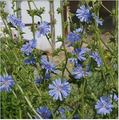 Miniatura 2 de Everwilde Farms - Semillas de flores silvestres de achicoria de 1 libra - Gold Vault