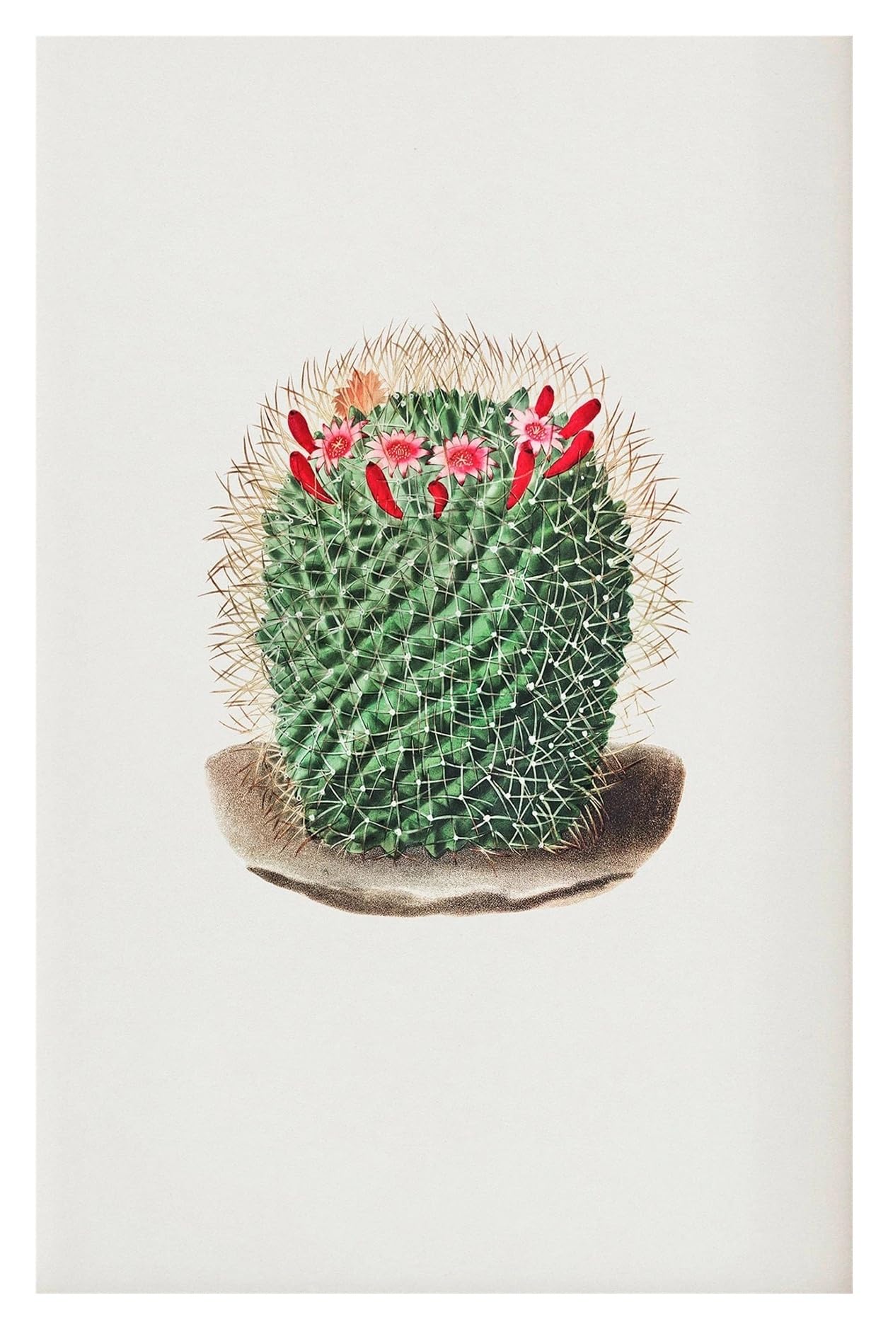 Affiche toile cactus du désert pour créer un salon bohème chaleureux
