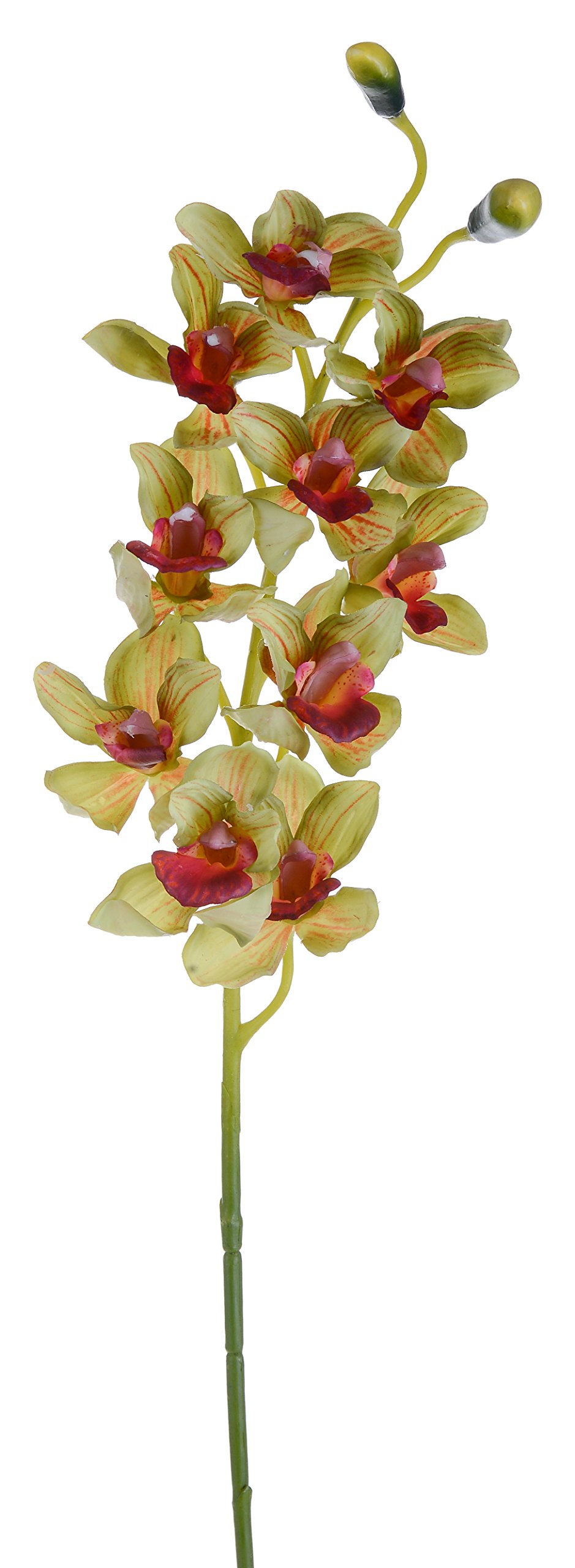Bianchi Dino OR029_01 Cymbidium, Acrylic, Green, 10x20x92 cm, 4 units