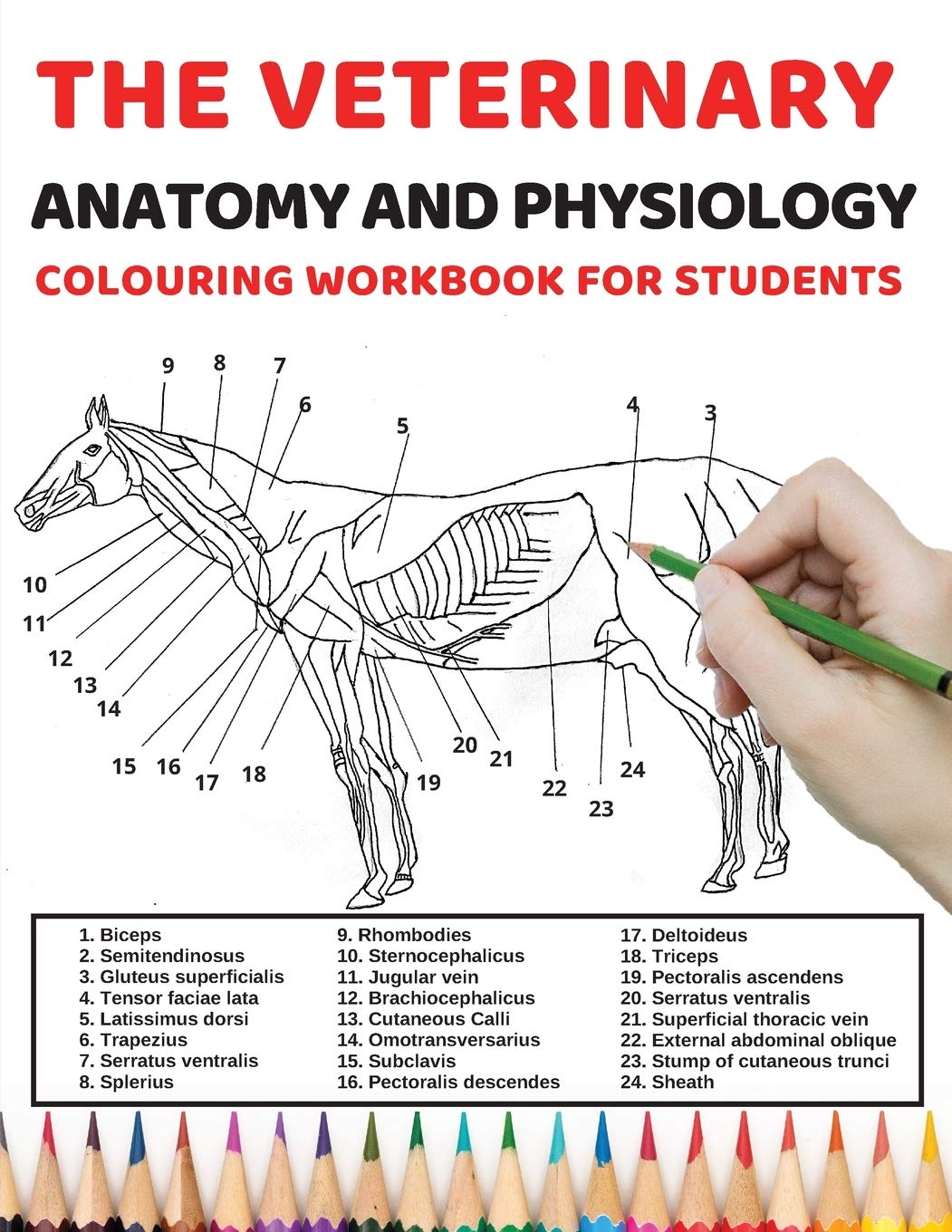Buy The veterinary anatomy and physiology colouring work book for