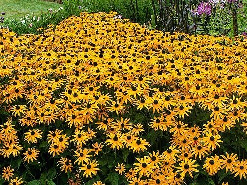 Miniatura 9 de Más de 1000 semillas de margaritas Susan Rudbeckia Hirta Gloriosa de ojos negros, amarillas, bienales, hermosas. de Estados Unidos