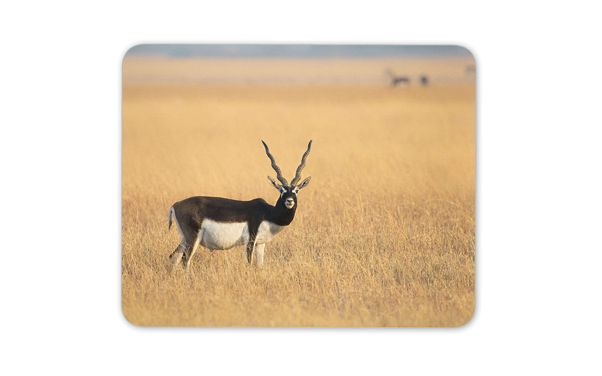 Destination Vinyl Ltd Blackbuck Indian Antelope Mouse Mat Pad - Indian Animals Computer #15716
