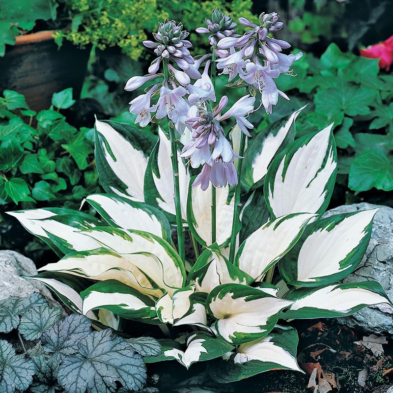 Fire and Ice Hosta Flower Root