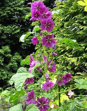 Hollyhock Seeds-Malva Sylvestris Mauritiana Perennial-30 Seeds !