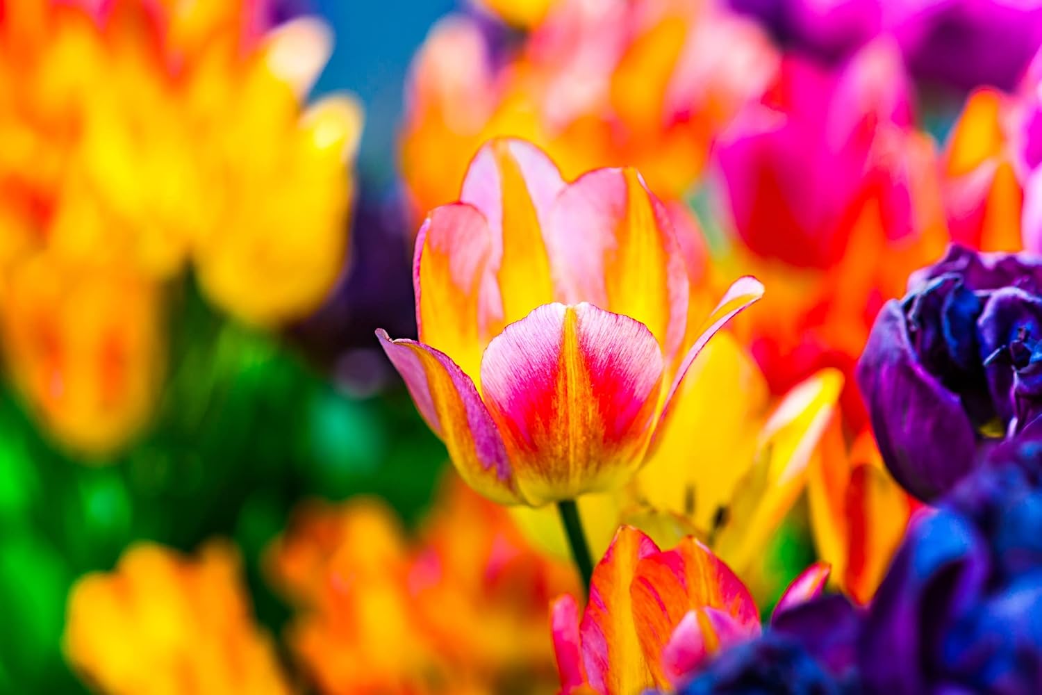 Tulip Bulbs 20 Pack - Purples, Pinks, Yellows Blend - Ships from Iowa - Beautiful Perennial Tulip Flower Bulbs for Planting