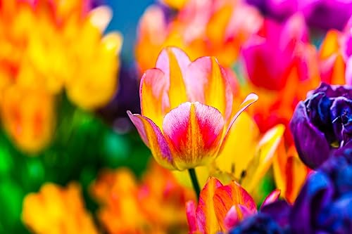Miniatura 2 de Paquete de 10 bulbos de tulipán, mezcla de morados, rosas y amarillos, se envía desde Iowa, hermosos bulbos de flores de tulipán perennes para
