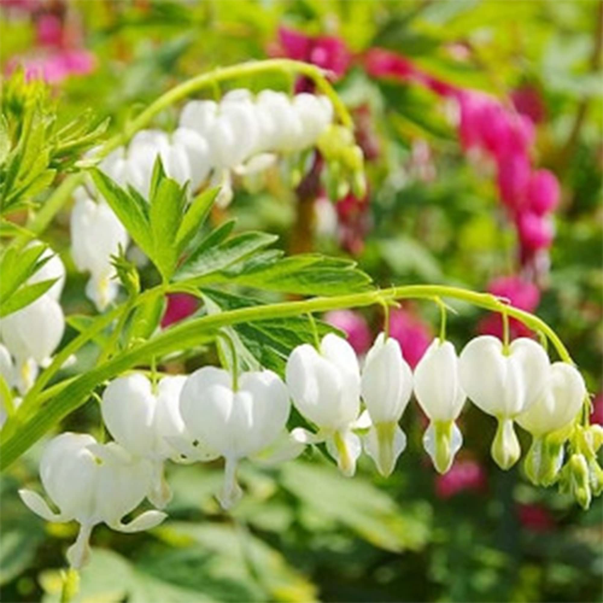 Amazon.com : QAUZUY GARDEN 10 White Bleeding Heart Seeds Perennial
