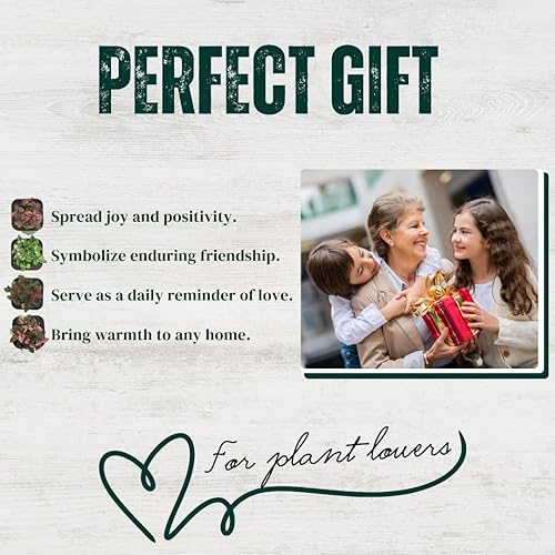 Miniatura 6 de Colección de Plantas de Puntos (paquete de 4) - Plantas de Interior Vivas, Plantas de Interior que Purifican el Aire, (Rojo, Blanco, Rosa y Rosado)