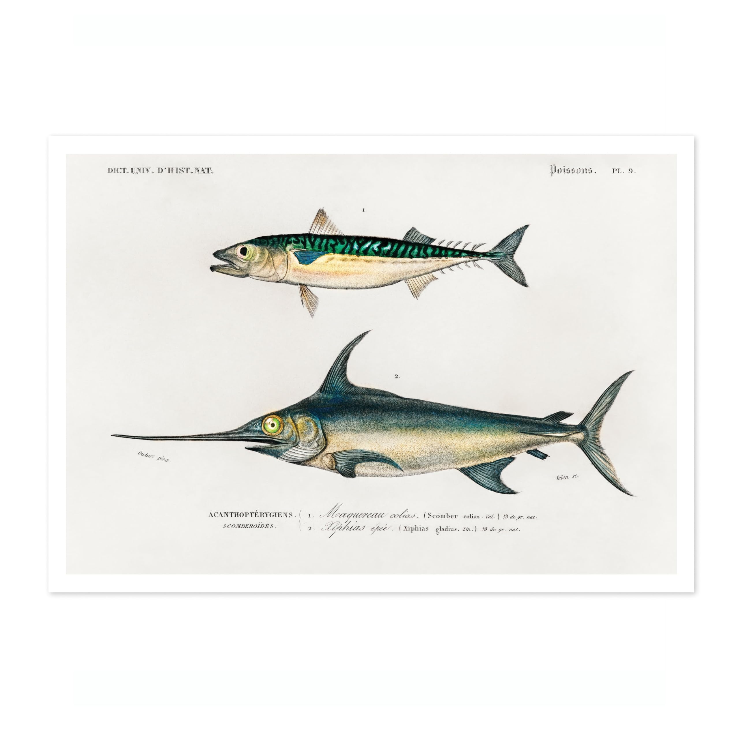 Animato Mackerel & Swordfish Charles Dessalines D'Orbigny Poster, Vintage Botanical Prints, Encyclopedia Retro Wall Art Home Decor, Archival Matte, A1 (Print Only) - 84.1x59.4cm