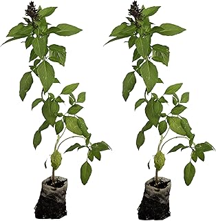Thai Basil. Live Plant. Fragrant, Fresh, Edible. Easy Grow. Indoor/Outdo...