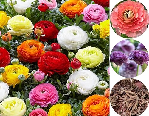 15pcs Peonía Ranúnculo Bulbos Mezcla Cormos Flor Bulbo Jardín Florece Plantación (mixto)