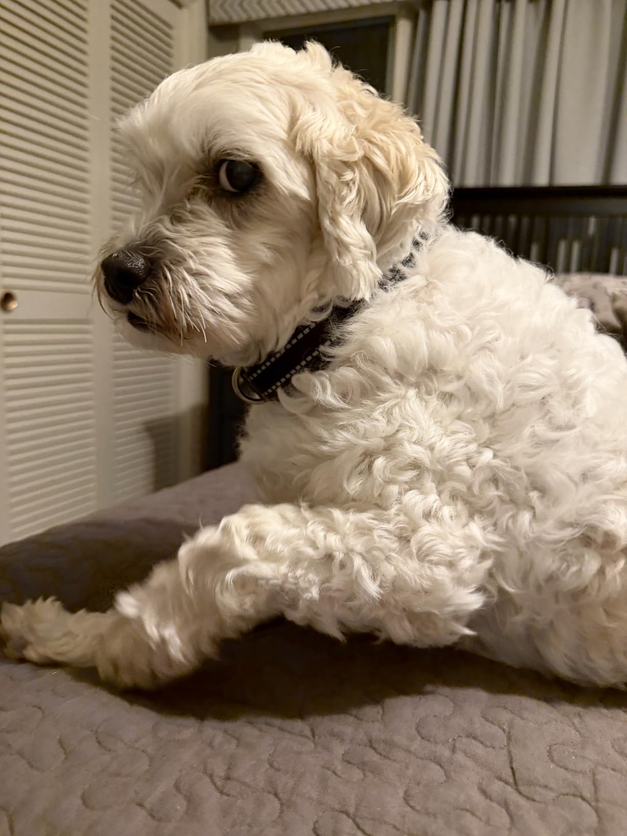 PaiPaitek collar receiver showing no prongs design