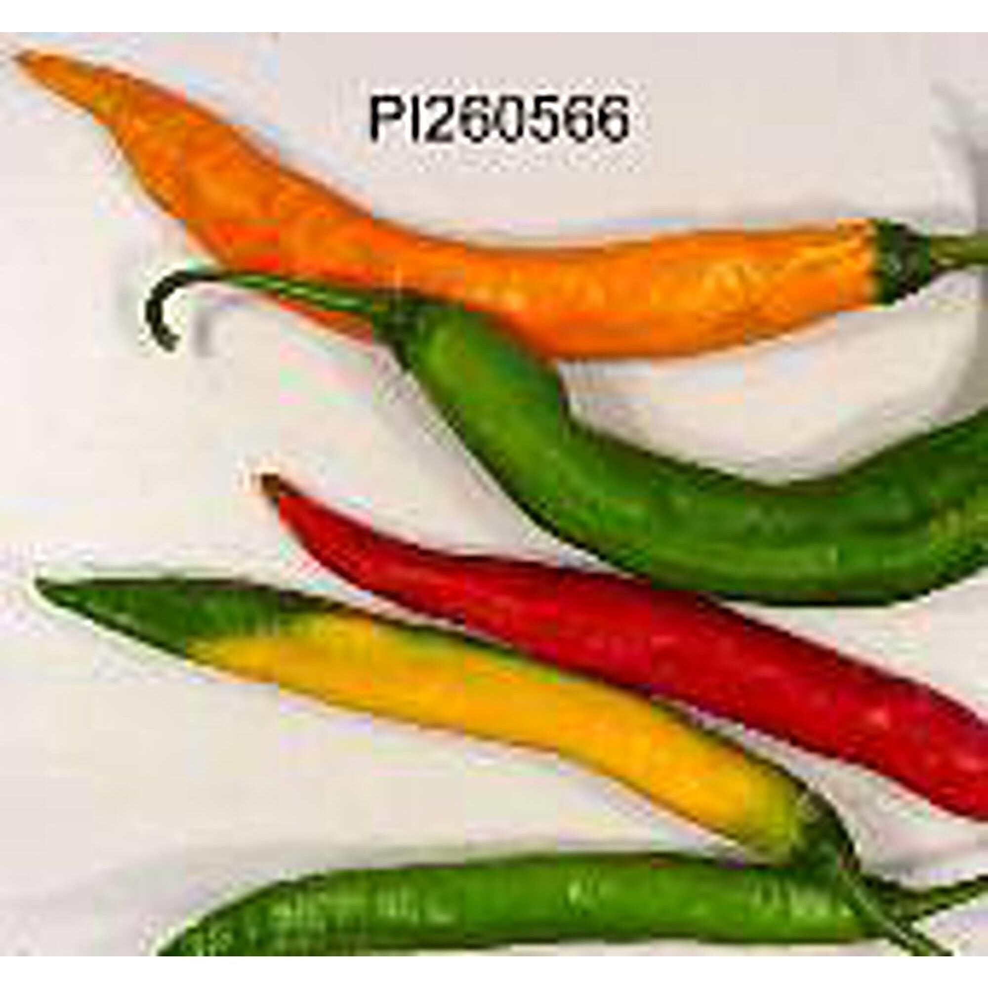 Capsicum Baccatum USDA #260566 Hot Peppers (Type 1) Seeds (20 Seed Pack) Seeds for Planting in Gardens, Greenhouse, Farm, Vegetable Seeds