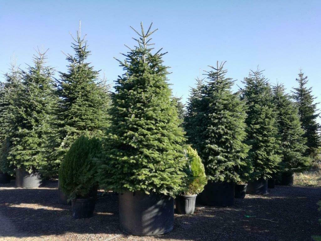 Abete del Caucaso "Abies nordmanniana" Albero di Natale in mastello ø40 cm h. 100/120 cm