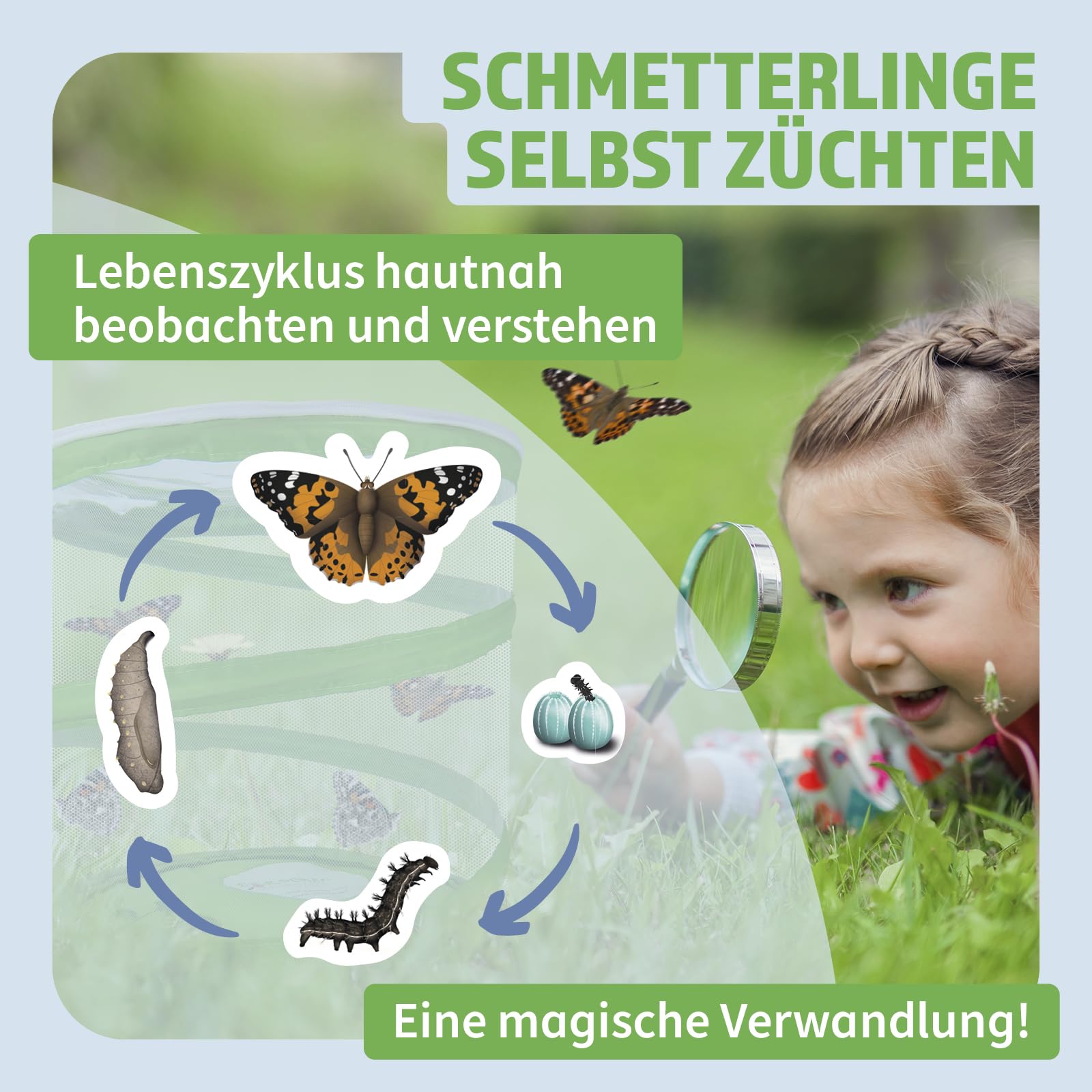 Hagemann Schmetterlingszucht-Set, Starter (mit Gutschein für 5-7 Raupen) | Entwicklung von der Raupe zum einheimischen Distelfalter beobachten | Inklusive Lernmaterialien