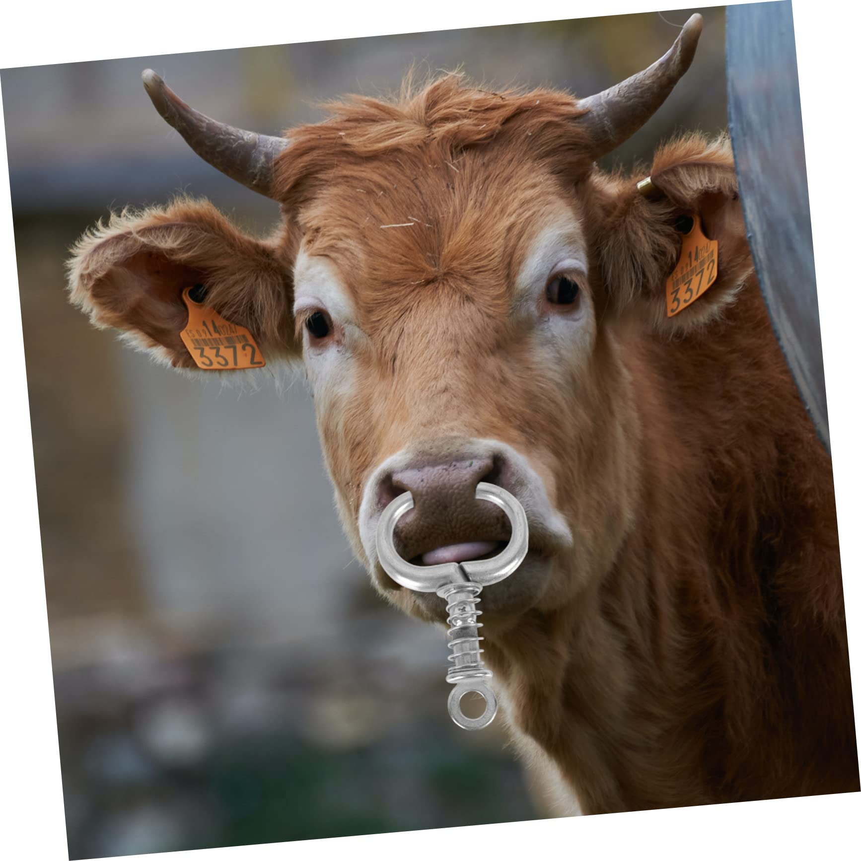 Amazon | OUNONA 1個 雄牛 鼻 リング スプリング ツール ピアス ツール