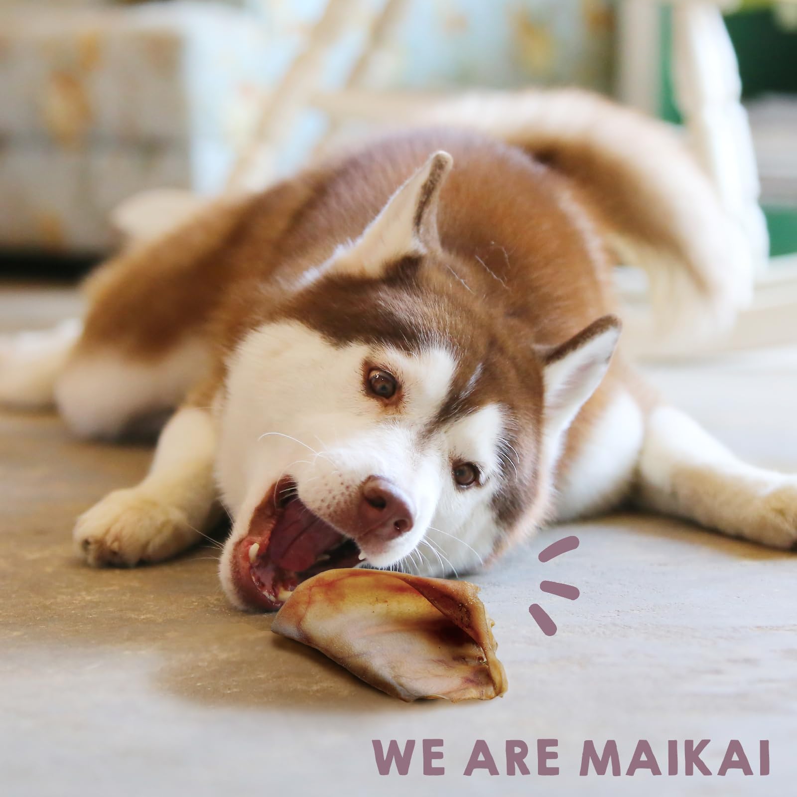 MAIKAI Lot Oreilles de Porc Séchées - Friandises Naturelles à Mâcher pour Chiens Riche en Protéines + sans Additifs Complément Alimentaire Idéal Barf