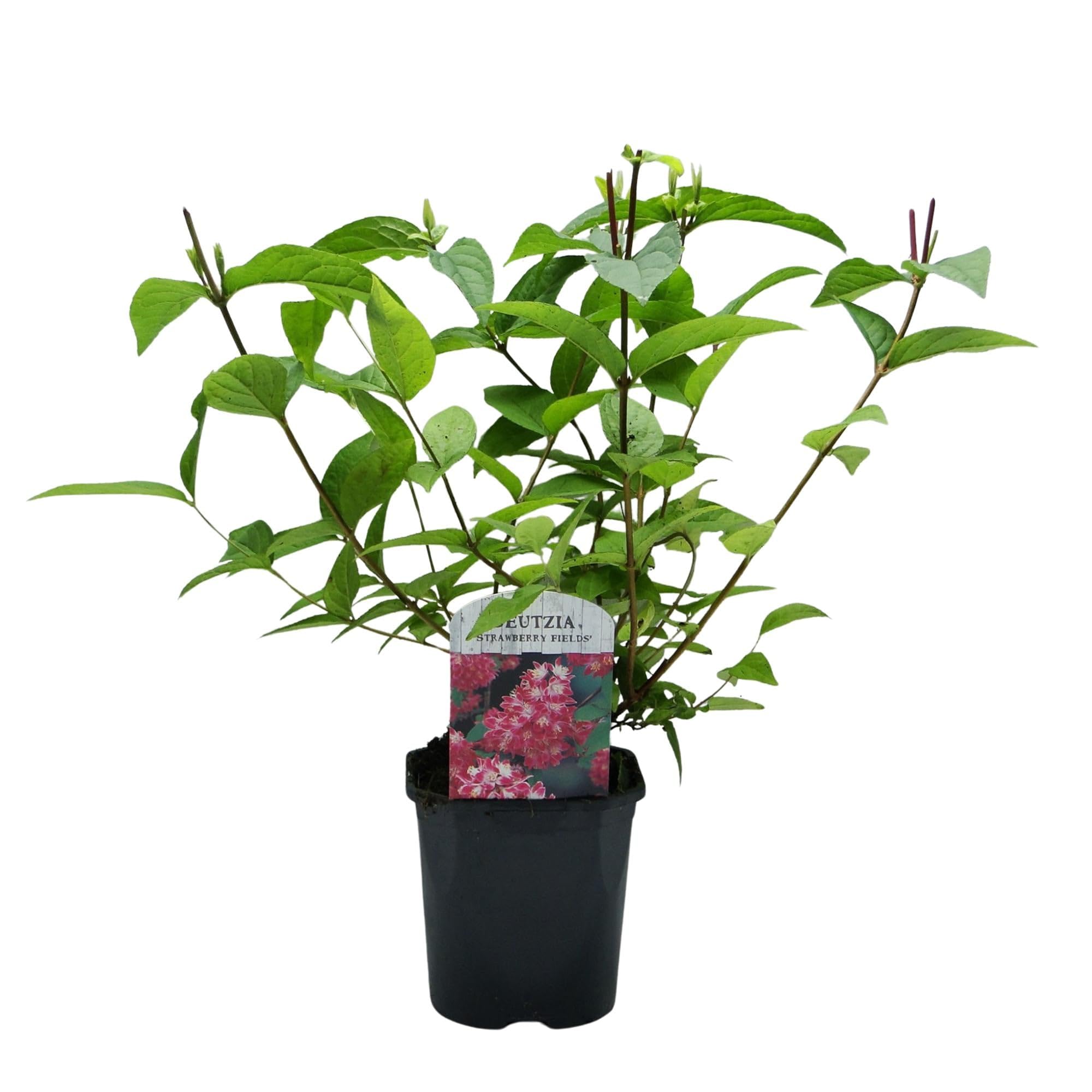 Sternchenstrauch Deutzia hybrida Strawberry Fields Zimmerpflanze 45 cm