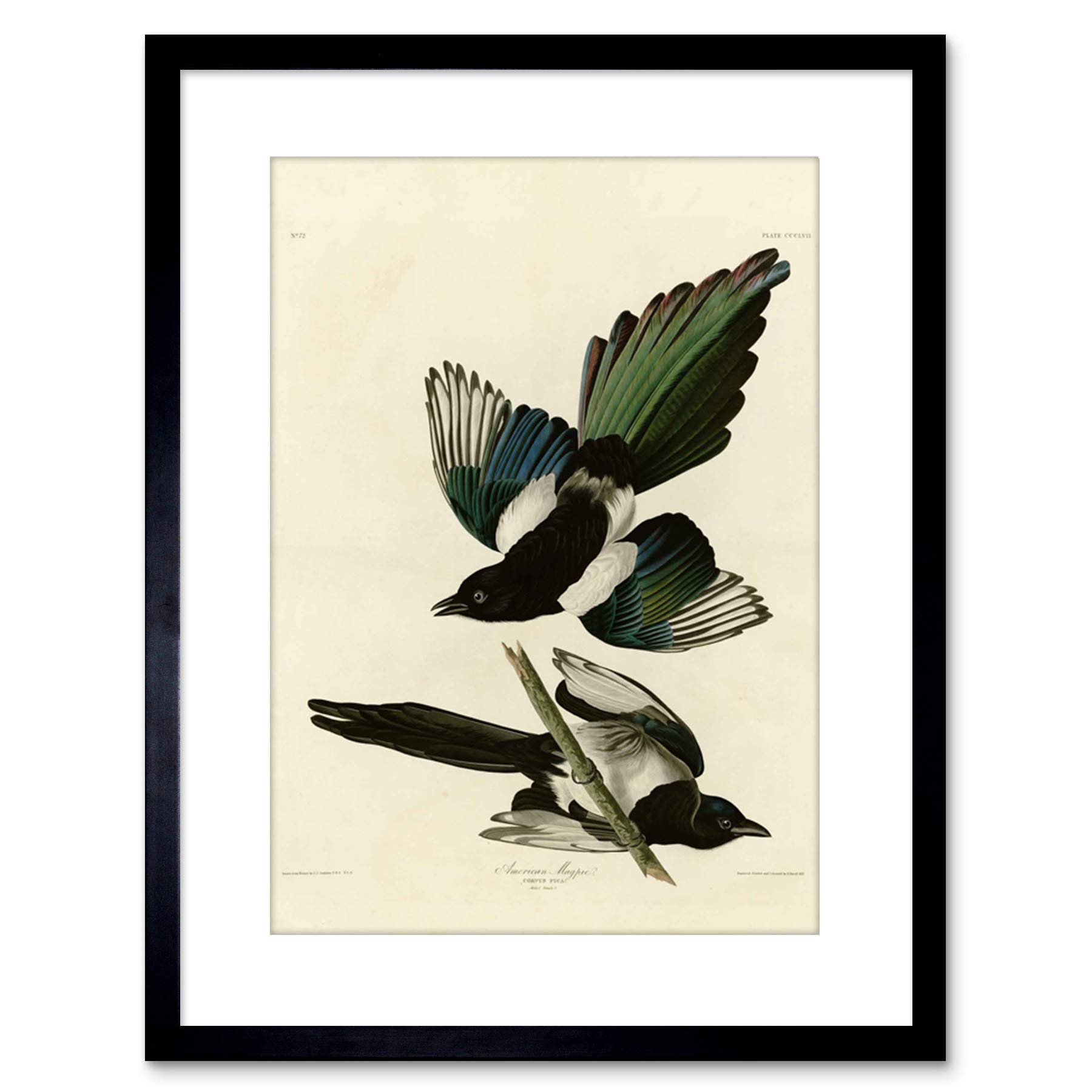 Wee Blue Coo Painting Book Page Birds America Audubon American Magpie Framed Wall Art Print