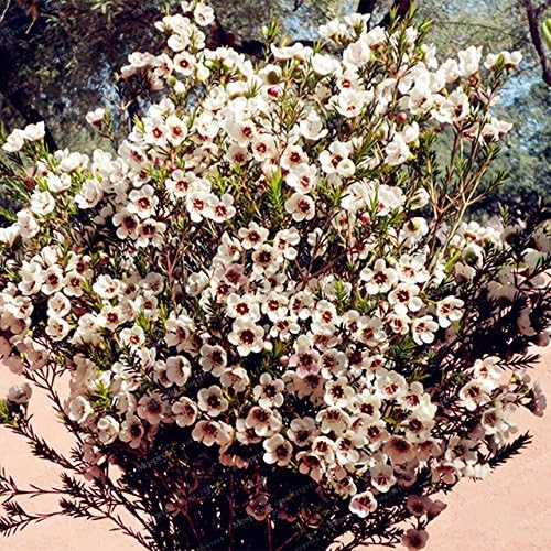ChinaMarket White Geraldton Wax Flower Seeds Rare Bonsai Plants Home Garden Very Beautiful Garden Flower Seeds Perennial Flowers 50 Pcs