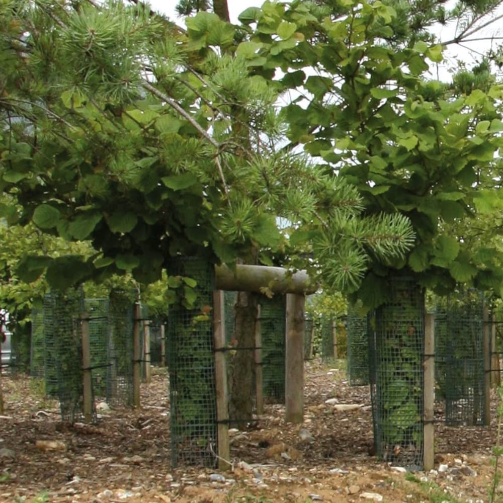 TUBEX Treeguard Shrub / Tree Protection Grid Tube, Height 60 Cm, Diameter 170-200 Mm, Green, Trunk Protection, Sweep And Bite Protection (4