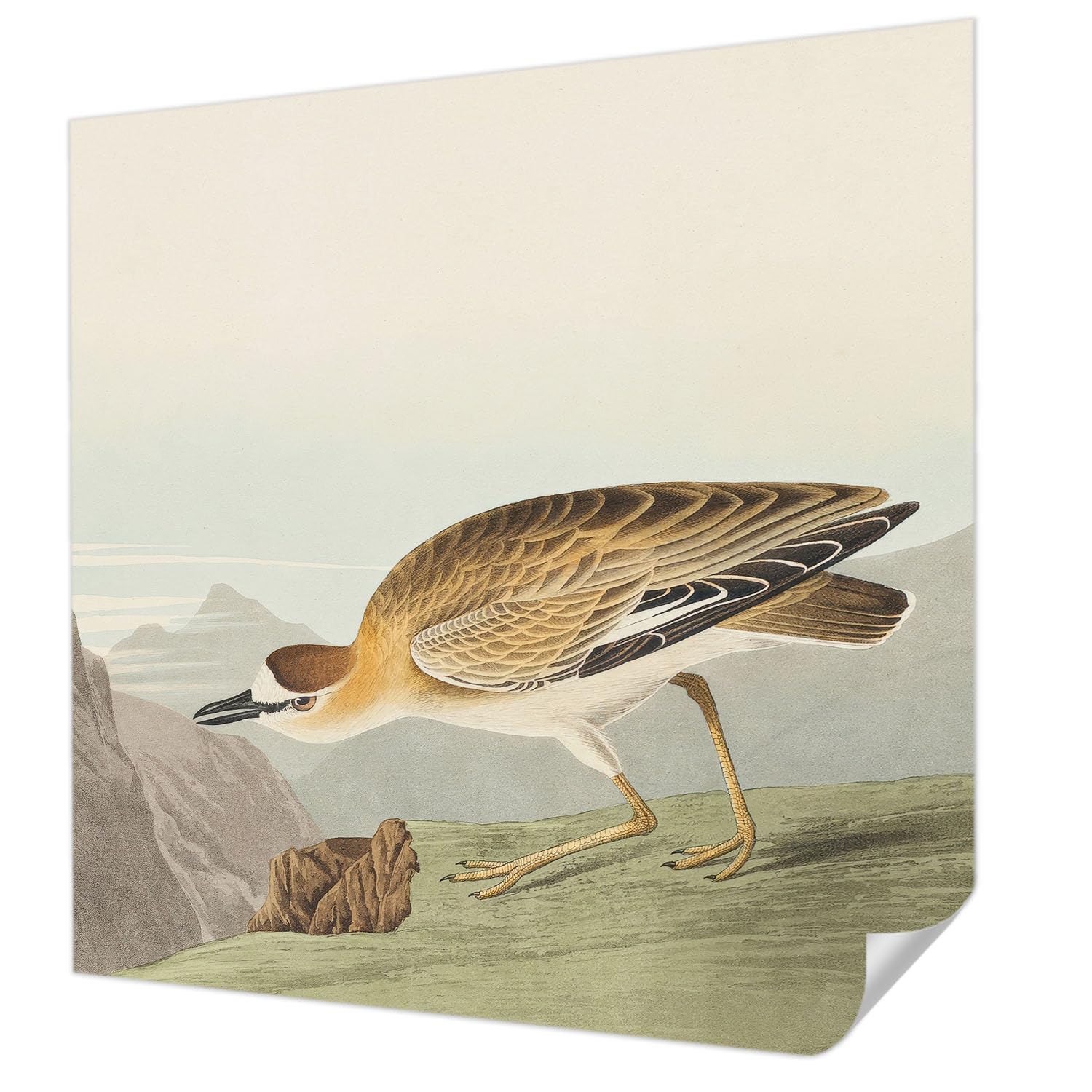 Papier peint adhésif 250x250 décoration murale oiseau de montagne salon chambre