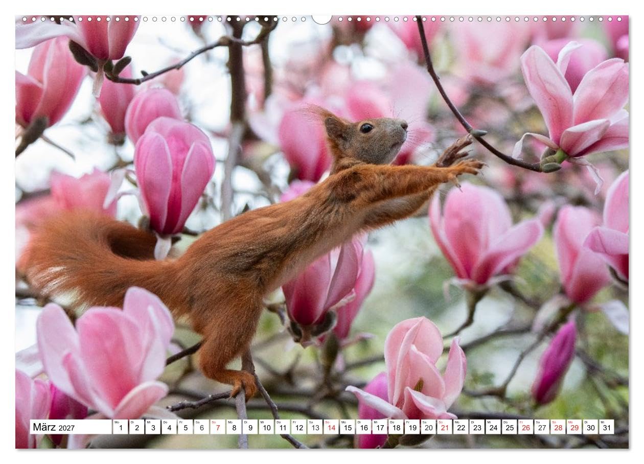 CALVENDO · Eichhörnchen im Königlichen Garten (Kalender 2027) | DIN A2 Querformat · Wandkalender · Eichhörnchen im Hannoverschen Berggarten