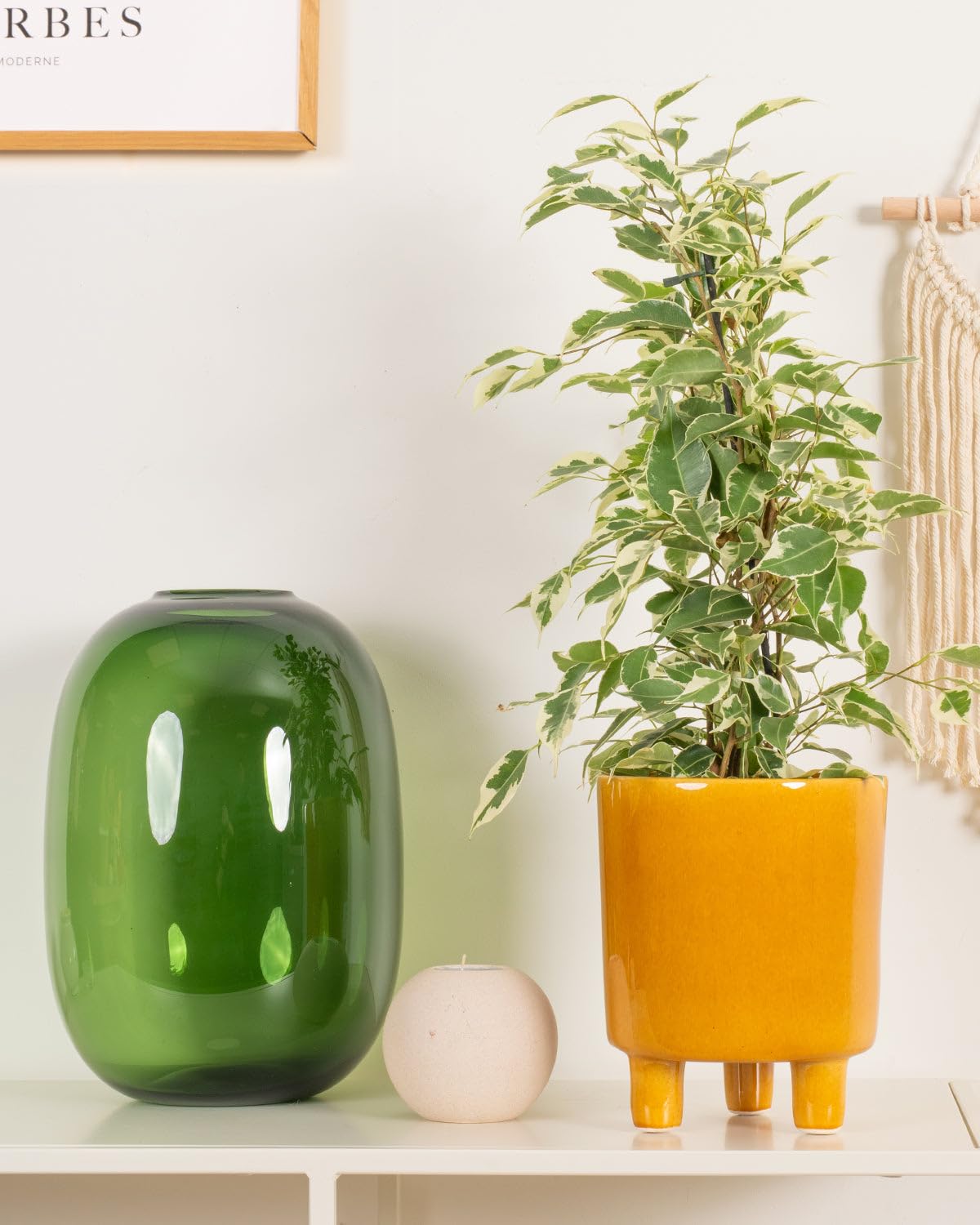 Prickle Plants Variegated Weeping Fig - Attractive Indoor Fig with Decorative Leaves, Easy Care Plant for Stylish Home or Office Spaces (30-40cm incl. 12cm Pot)