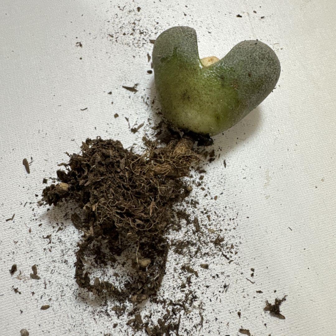 抜き苗✨レア♥️蜜桃プリン✕Prodidity✨ Amazon.co.jp: ⑤令和の桃太郎 抜き苗 レア 多肉 プレイオス