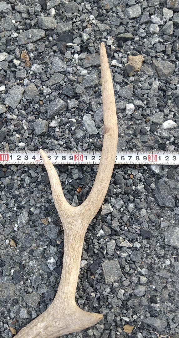 Amazon.co.jp: 鉦、チャンチキ用のバチ（撞木) no.152 : 楽器