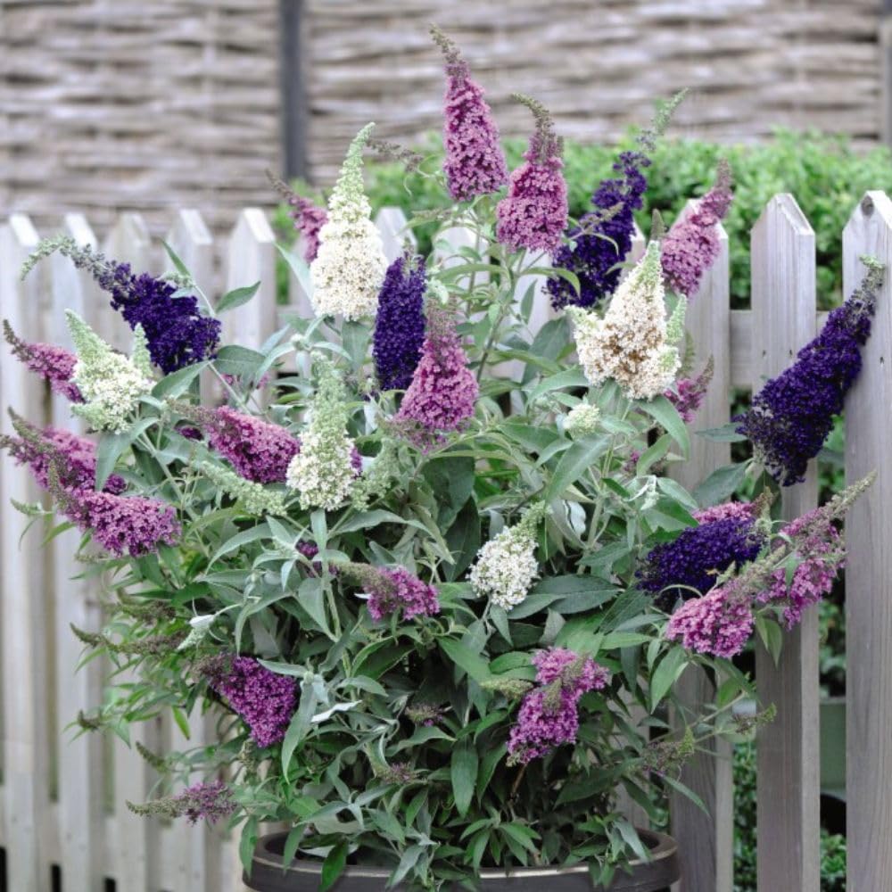 Buddleja 'Buzz Collection' - Compact Patio Buddlejas with Bountiful Flowers for Small Gardens and Pots | Easy-to-Grow and Disease-Free Shrubs - 6X Jumbo Plugs by Thompson & Morgan