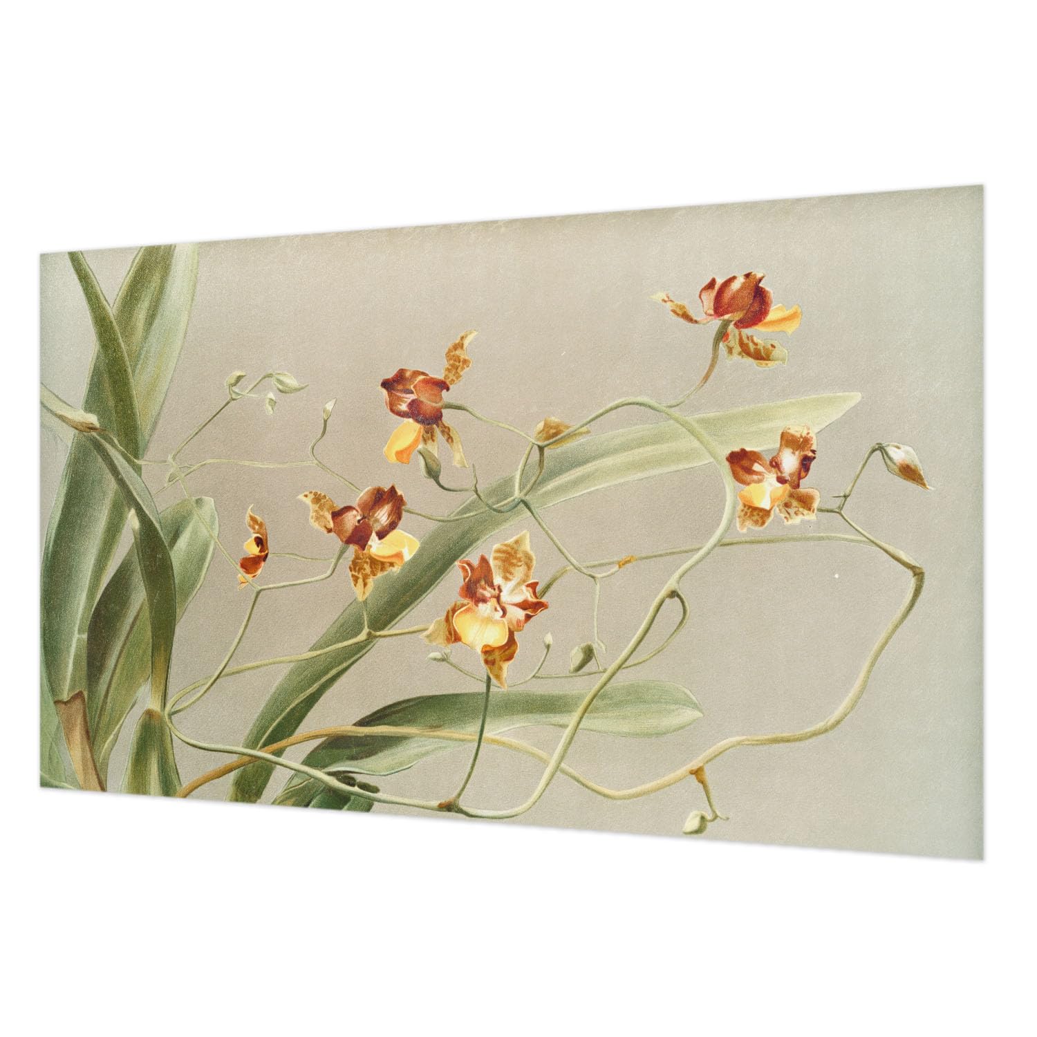 Papier Peint Intissé Impression de Haute Qualité Orchidées Classiques