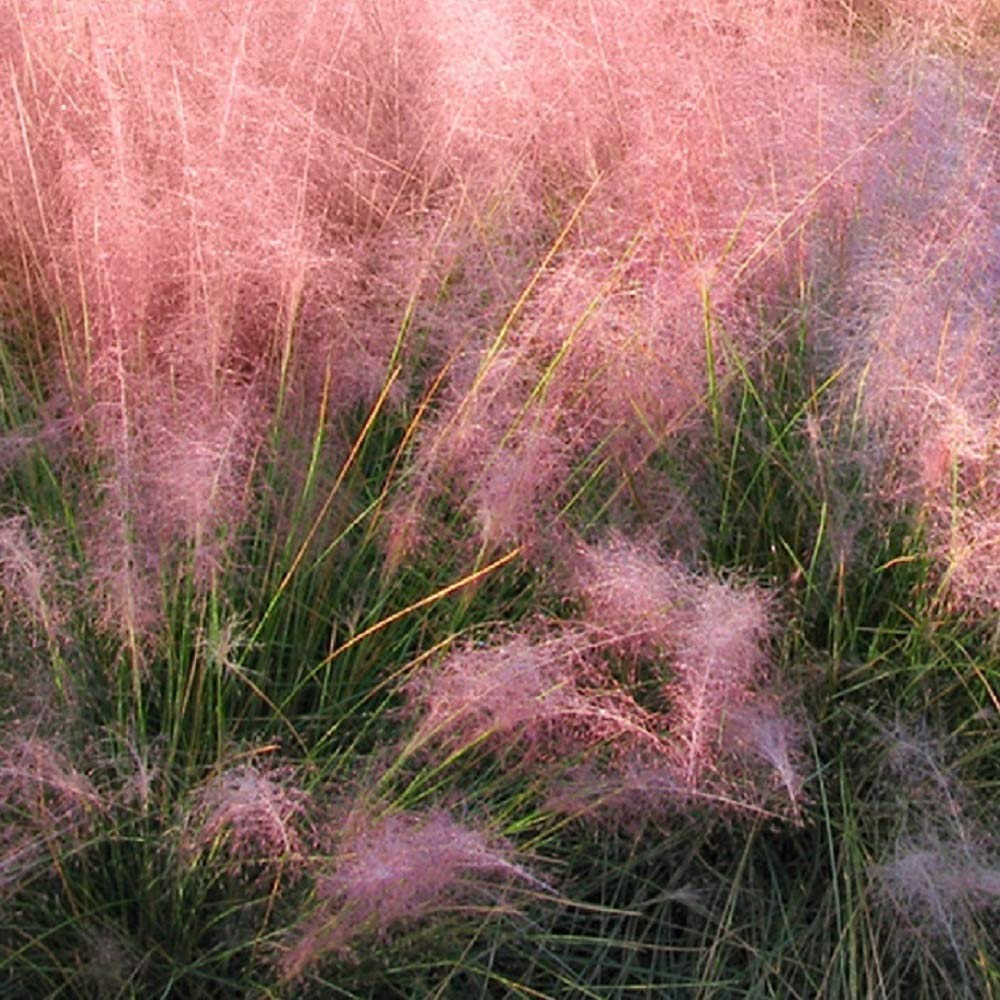 Amazon.co.jp: 【多年草】 ムーレンベルギア カピラリス 2株セット