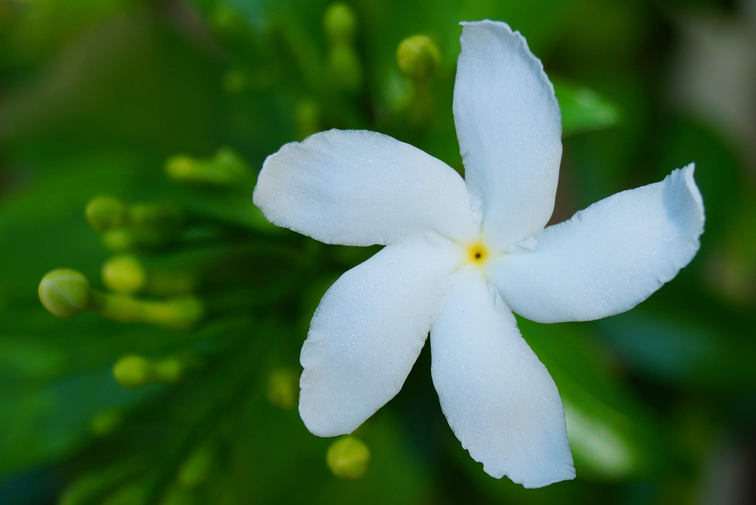 Chinese Tagar Mini Tagar White Flower Live Plant (B0CCS279P5) Amazon Price History, Amazon Price Tracker