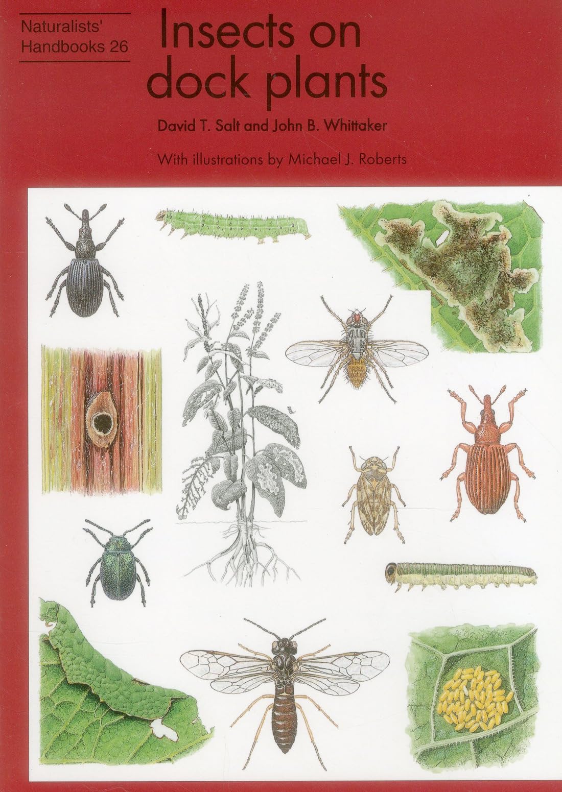 Insects on dock plants: 26 (Naturalists' Handbooks)