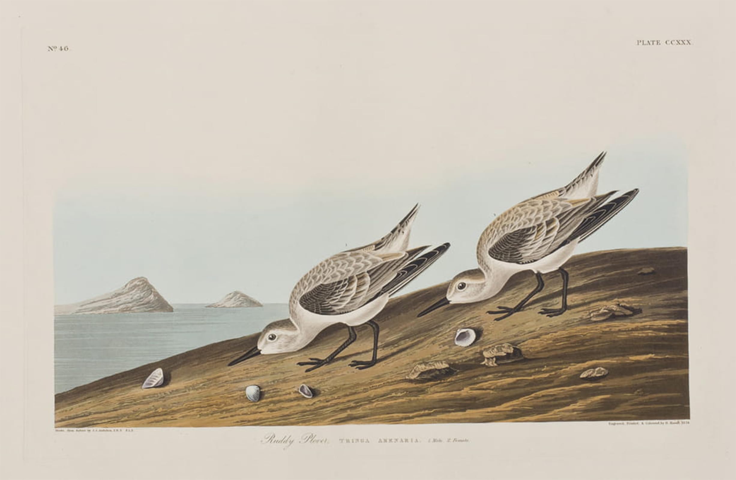 SERENDIPITP Vintage Picture Print on Canvas Wall Art Poster Illustration From birds of America by John Jamess Audubon Artwork Print Poster for Wall Decor 60x90cm