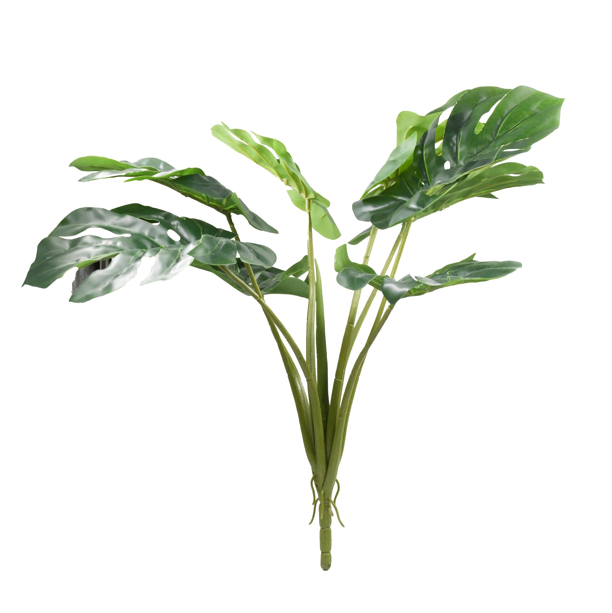 Lucky Reptile Monstera