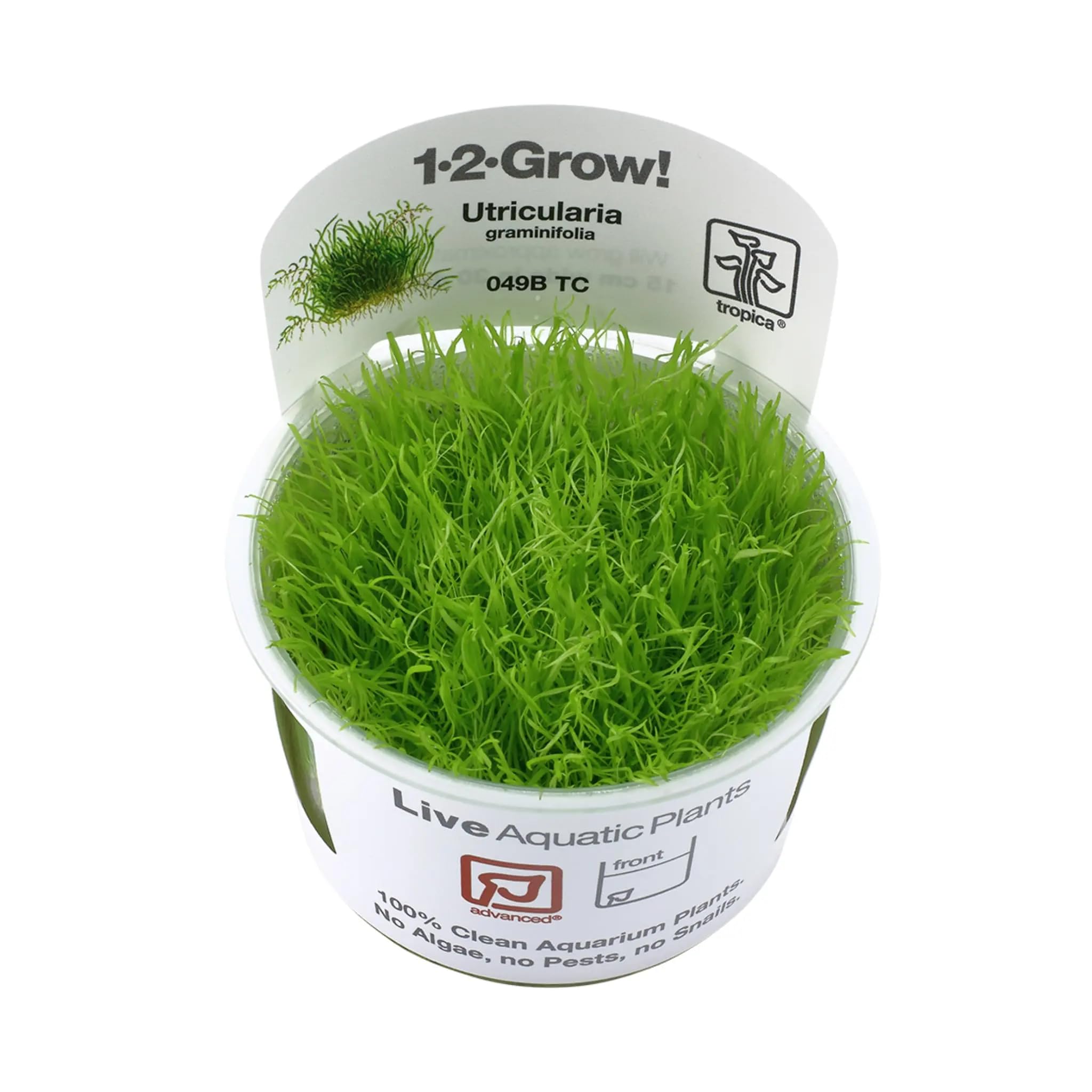 Tropica Utricularia Graminifolia 1-2-GROW! Tissue Cultured Aquarium Plant from Denmark