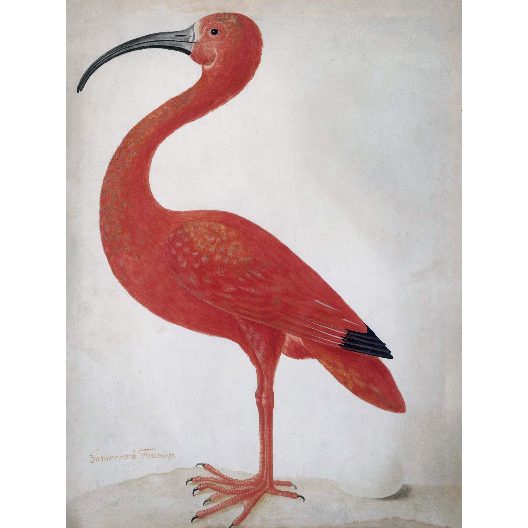 Artery8 Merian Scarlet Ibis With Egg Nature Bird Painting Premium Wall Art Canvas Print 18X24 Inch
