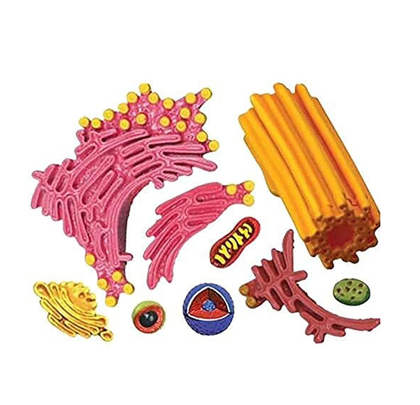 Modello cellulare anatomico per l'insegnamento di microbiologia, struttura cellulare animale e vegetale al microscopio