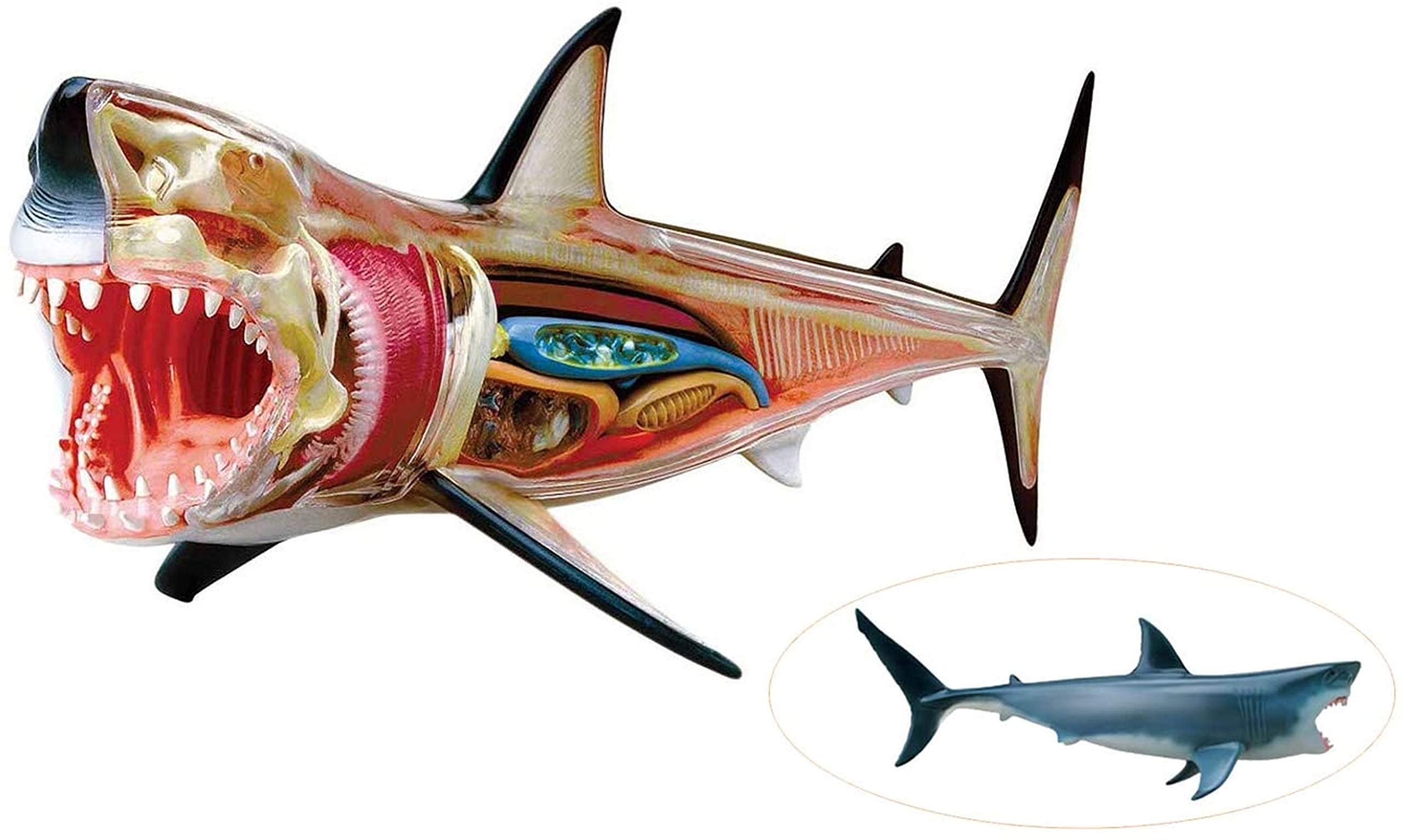 Modell Medizinisches Lehrmodell Haifisch Anatomie-Modell - Tieranatomyisches Modell - 20 abnehmbare Organe und Körperteile Biologie Unterrichtsmodell - für Studienanzeige Lehre