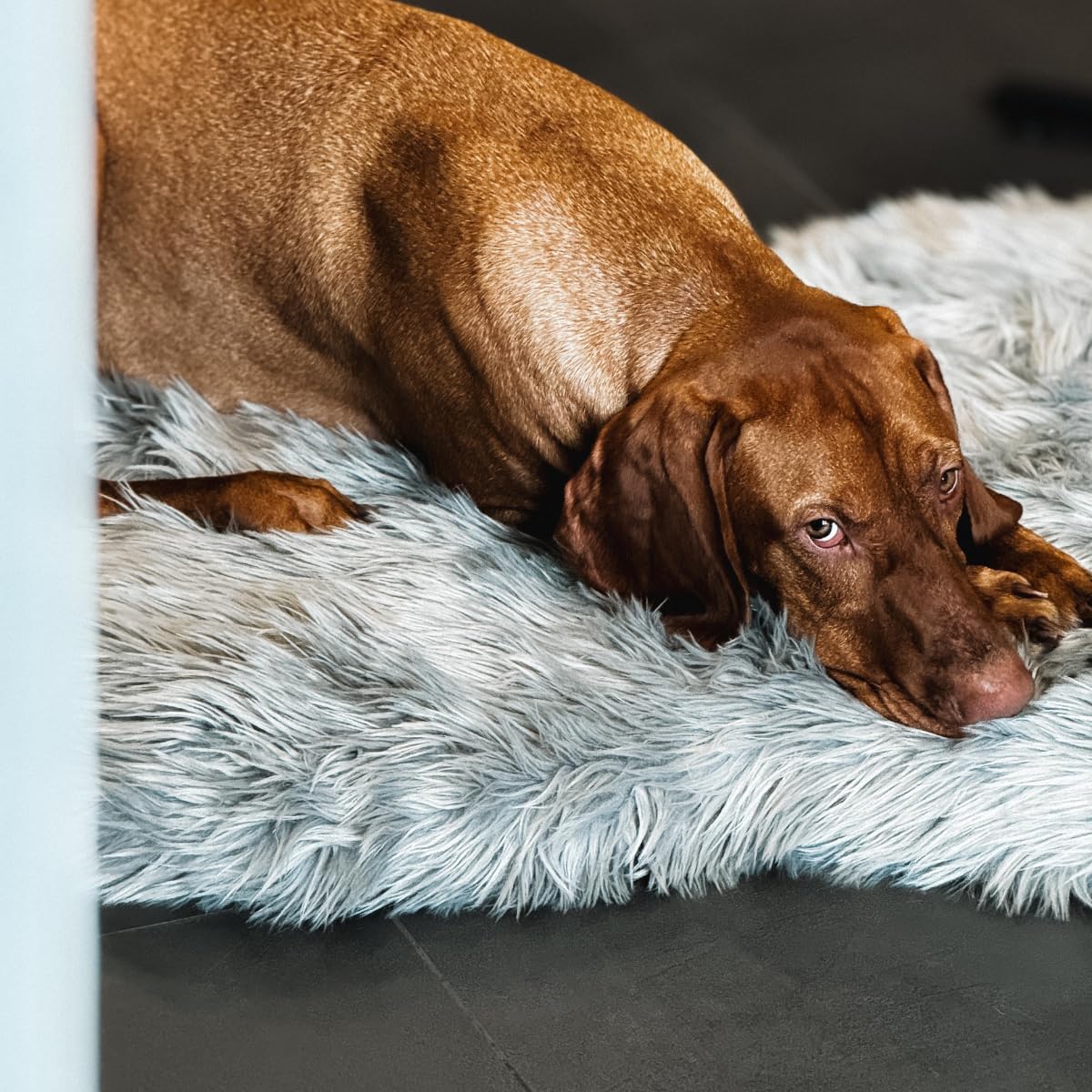 IHAPPYDOG Cama ortopédica de lujo de piel sintética para perros, cama de espuma viscoelástica para mascotas pequeñas, medianas, grandes y XL, cama esponjosa para mascotas con funda impermeable y