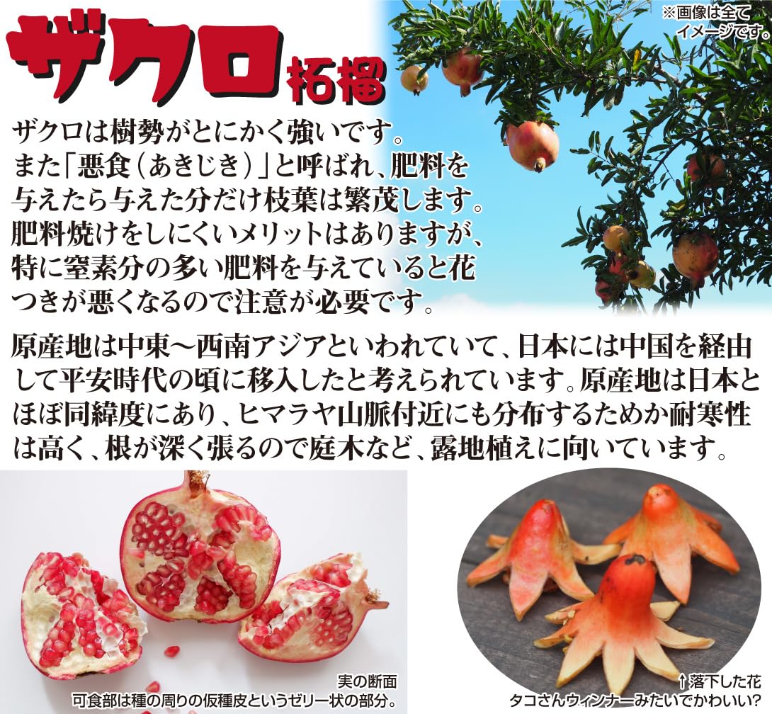 Amazon.co.jp: 果樹苗 ザクロ モラール デ エルチェ 1株/ 国華園 25