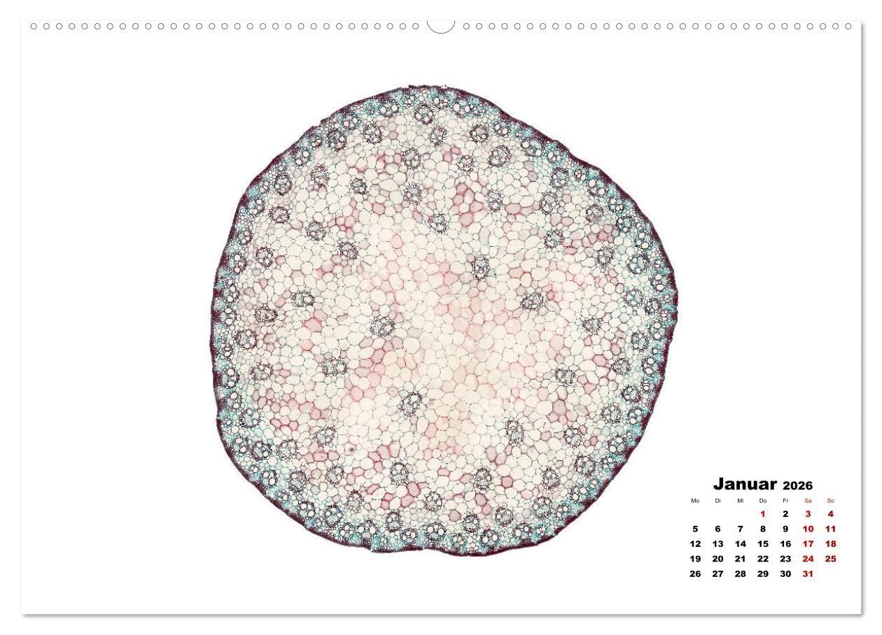 Pflanzen unter dem Mikroskop (Wandkalender 2026 DIN A2 quer), CALVENDO Monatskalender: Eindrucksvolle biologische Aufnahmen - das perfekte Geschenk für einen Gärtner, Floristen, Stundent und Lehrer