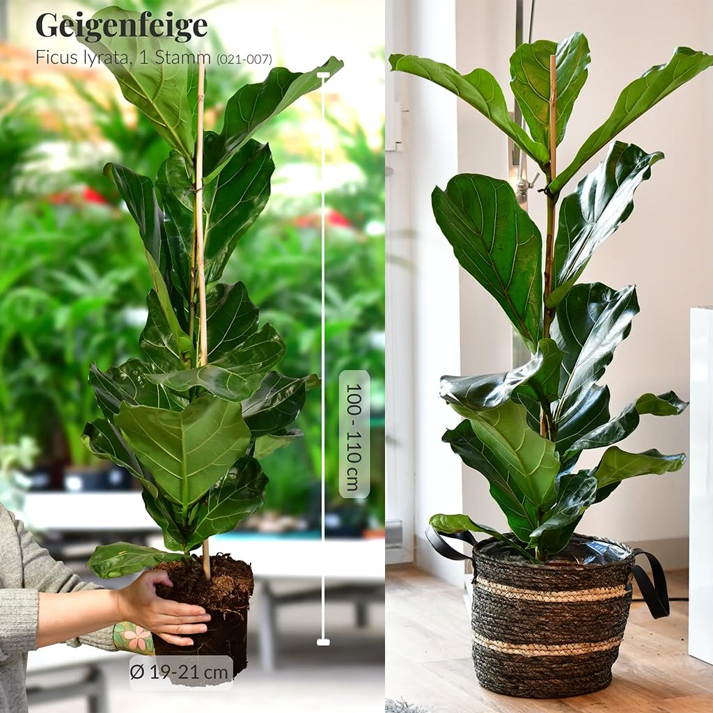 Geigenfeige Ficus lyrata - große Zimmerpflanze 100-110 cm - Topf Ø19-21 cm - pflegeleicht - 1x pro Woche gießen - heller Standort - ideale Bodenpflanze für Wohnzimmer & Büro