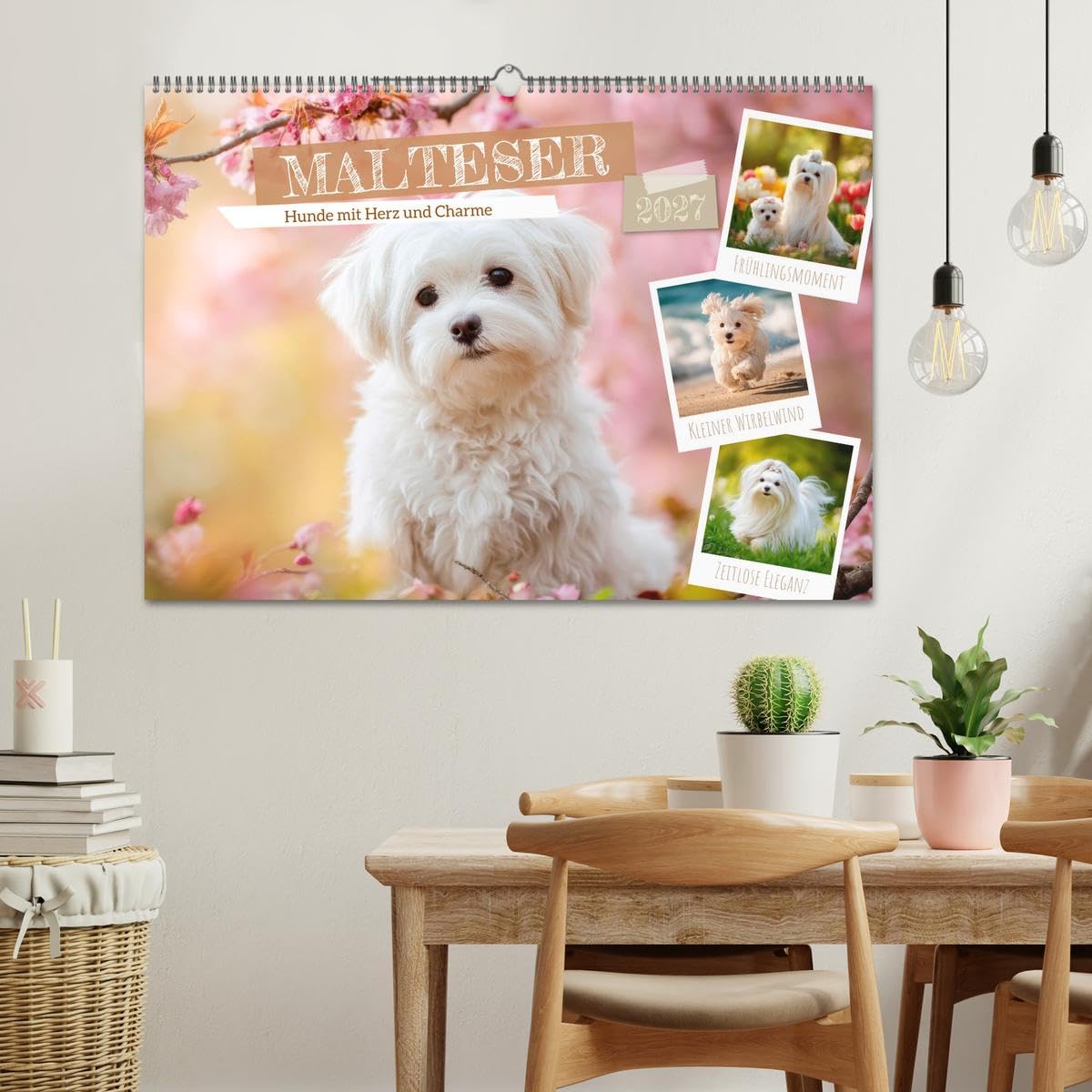 CALVENDO · Malteser - Hunde mit Herz und Charme (Kalender 2027) | DIN A2 Querformat · Wandkalender · Momente voller Anmut und Freude erleben