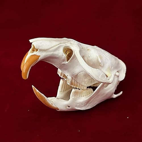 Miniatura 4 de Taxidermia animales reales, espécimen de huesos reales, suministros de taxidermia para educación científica, regalo especial (cráneo de rata)