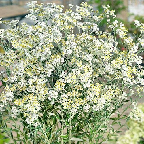 Miniatura 2 de Outsidepride Semillas perennes anaphalis margaritacea perennes perennes de flores de jardín - 500 semillas